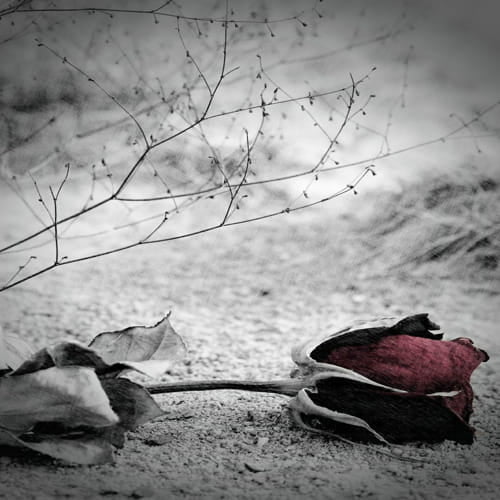 rose