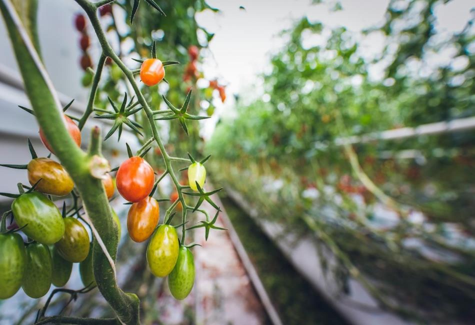Hydroponic Wall Garden