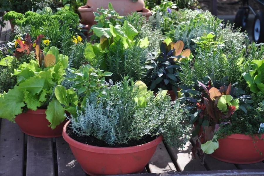 Plant Pots