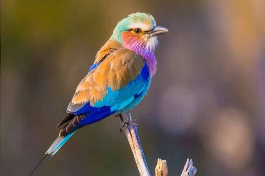 Beautiful Bird