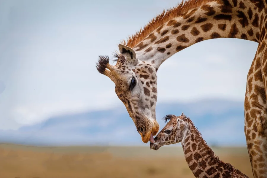Amazing Wildlife Photos
