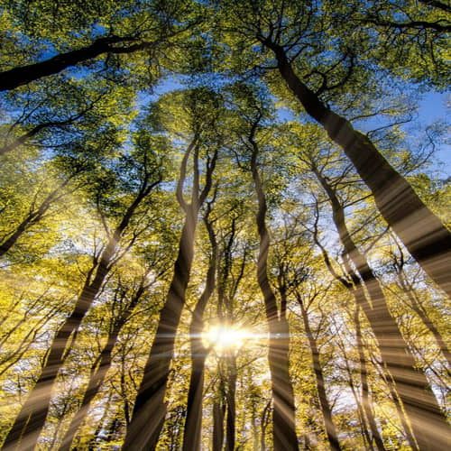 deep forest